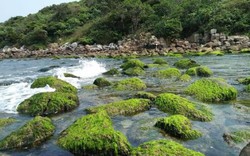 Đà Nẵng yêu cầu Tập đoàn Trung Thủy mở lối xuống biển cho dân