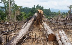Vụ phá rừng phòng hộ Tiên Lãnh: Xử lý hàng loạt lãnh đạo kiểm lâm