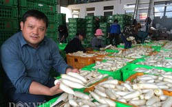 Nông dân 4.0: Từ 2 sào cà rốt đến doanh thu gần 400 trăm tỷ đồng