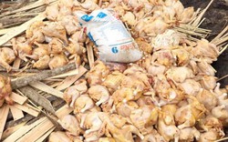 Đồng Nai: Bắt giữ gần 500kg thịt gà bốc mùi hôi nồng nặc