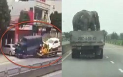 Clip hot tổng hợp: Xe cứu hộ húc xe tải, chở voi phóng trên quốc lộ