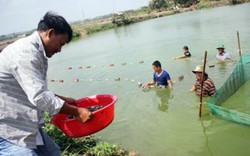 Có gan làm giàu nhờ "phong cách" nuôi cá "không đụng hàng"