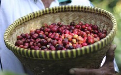 Giá nông sản hôm nay 22/3: Giá cà phê giảm nhẹ 100 đồng/kg, giá tiêu ngừng đà giảm