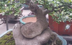 Bất ngờ: Một cây duối bonsai 40 tuổi gốc cực dị được trả 300 triệu
