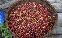 Giá nông sản hôm nay 23/3: Còn 50.000 đồng/kg, giá tiêu sẽ giảm tới mức nào, giá cà phê giảm nhẹ