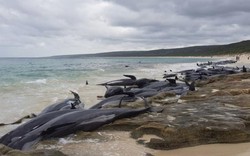 Hãi hùng cảnh 150 cá voi đồng loạt trôi dạt bờ biển Úc