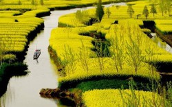 Mãn nhãn ngắm thảm hoa cải vàng ở Trung Quốc