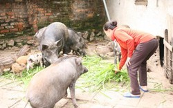 GIá lợn bấp bênh, nuôi lợn rừng giống Thái Lan lại không có mà bán