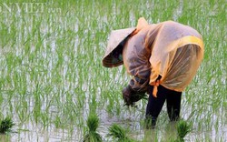 Khánh Hòa kêu gọi đầu tư vào nông nghiệp duyên hải, Tây Nguyên