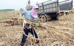 Càng trồng càng lỗ nặng, vùng mía Đồng Nai sắp biến mất