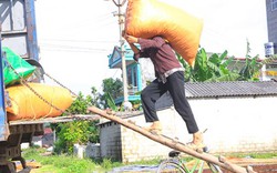 Thơm ngào ngạt, quả sai lúc lỉu: Dân "thủ phủ" hoa hồi thu bộn tiền