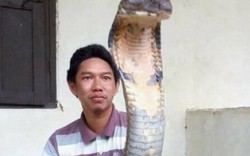 Sốc với hổ mang chúa khổng lồ chưa từng thấy ở Indonesia