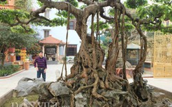 Sanh cổ "nỏ thần" vua Bảo Đại từng chơi giá hàng chục tỷ ở Phú Thọ