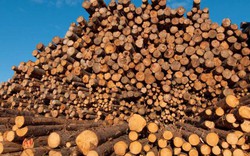 Hoa Kỳ, Trung Quốc  bỏ trên 4 tỷ USD nhập khẩu gỗ của Việt Nam
