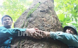 Nghệ An: Kỳ bí khu rừng lim xanh nghìn tuổi độc nhất giữa đồng bằng