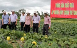 Cuộc "cách mạng" định vị nguồn gốc nông sản trên đất Cảng