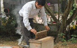 Người nuôi ong “méo mặt” vì doanh nghiệp đột nhiên ngừng mua mật