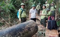 Vụ phá rừng phòng hộ Sông Kôn:'Cán bộ tiếp tay, đau vẫn phải xử lý'