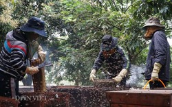 Ảnh, clip: Nuôi ong du mục thu hàng trăm triệu ở Hưng Yên