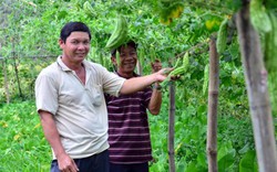 Nông dân @ thu lãi chồng lãi nhờ áp dụng mô hình lúa - màu