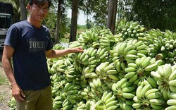 Kiên Giang: Chuối ế, mía trổ cờ trắng phau, dân "đau" lo mất Tết