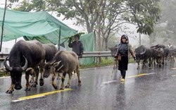 Sa Pa: - 5 độ C dân lo trâu bò chết rét, du khách "hóng" tuyết rơi