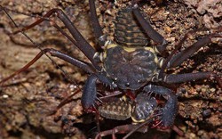 Loài nhện 300 triệu năm tuổi có hình dạng đáng sợ như bọ cạp