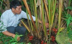 1ha chỉ bòn được chục kg thảo quả, nông dân Lào Cai thất thu nặng