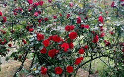 Những gốc hoa hồng cổ siêu đắt đỏ của đại gia Việt