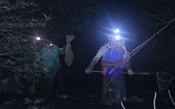 Tuyên Quang: Đêm mưa lạnh vô rừng săn loài chàng hiu kiếm bộn tiền