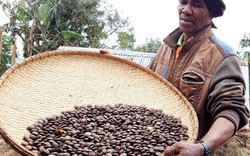 Tây Nguyên: Nhiều hộ vỡ mộng vì nghe lời đồn trồng "cây bạc tỷ"