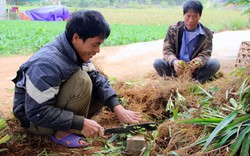 Chỉ bán rễ cây tỏa mùi hương, dân xã này thu 7 tỷ đồng ăn tết