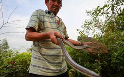 Ly kỳ "sát thủ" gần 20 năm trong nghề săn rắn, bắt chuột ở Sài thành