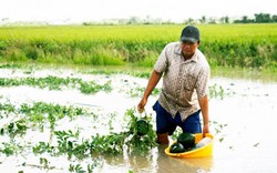 Cận Tết, nông dân Cà Mau khóc trên ruộng dưa hấu bị chìm trong nước