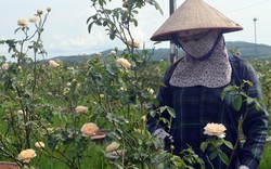 Làm giàu ở nông thôn: Tỷ phú hoa hồng trên đất Mỏ