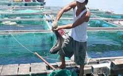 Nuôi loài cá to ăn khỏe dưới biển, dân đảo Lý Sơn trúng lớn
