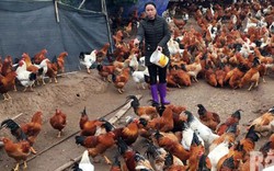 "Đột nhập" trại 12.000 gà trống thiến bán Tết lớn nhất tỉnh Bắc Giang