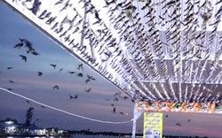 Cảnh hiếm có: Hàng ngàn chim én đậu kín nhà 1 hộ dân Đồng Tháp