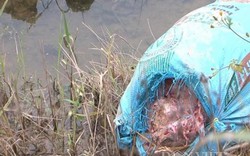 Phú Thọ: Lợn chết vứt đầy đường, bốc mùi hôi thối ngay ổ dịch LMLM