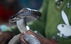 Ấn Độ: Bị hổ mang cắn khi đang ngủ, người đàn ông hành động khác thường