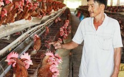Nóng: Dịch cúm A/H5N1 bùng phát ở Long An, nông dân lo mất Tết