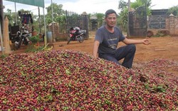 Giá cà phê lao dốc, nông dân Tây Nguyên đau xót mất hàng nghìn tỷ