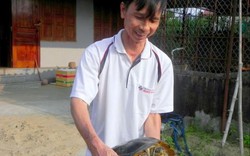 Nuôi lổm ngổm loài rùa to lụ khụ ở bể xi măng, bán 700 ngàn/con