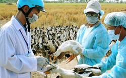 Long An: Hàng trăm con gà, vịt chết vì cúm H5N1, dân vẫn giấu nhẹm
