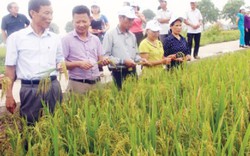 NPK Lâm Thao hàm lượng cao tăng lãi cho người trồng lúa