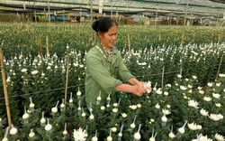 Ngắm vườn hoa cúc bán Tết lớn nhất phố núi Sơn La