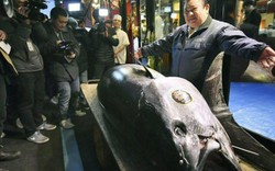 Con cá ngừ đắt kỷ lục chưa từng có: Với 300 kg bán giá 70 tỷ