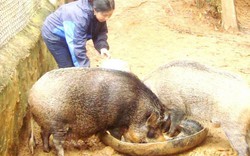 Trai Pa Cô săn lợn rừng về thả vườn nhân thành đàn giống
