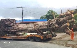 Bất ngờ nguồn gốc cây “quái thú” bị chặn tại Thừa Thiên-Huế