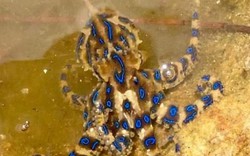 Úc: Cầm vỏ sò đi khắp nơi, không biết bên trong có “tử thần”